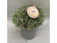 Lawenda wąskolistna (Lavandula angustifolia Munstead) kula -  don. 26 cm