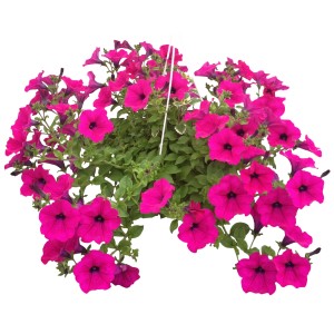 Wisząca petunia z jaskraworóżowymi kwiatami, bujnie kwitnąca roślina.