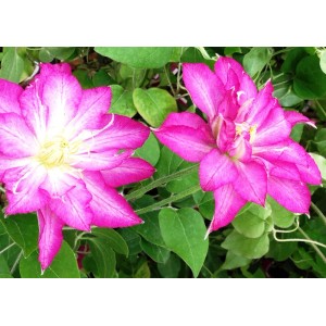 Dwa różowe kwiaty powojnika z zielonymi liśćmi.