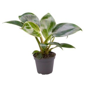 Doniczkowa roślina pokojowa t.b.t. z zielonymi liśćmi i białymi paskami.