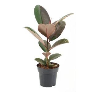 Figowiec sprężysty (Ficus Elastica) mix don. 17 cm