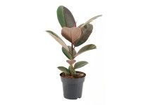 Figowiec sprężysty (Ficus Elastica) mix don. 17 cm