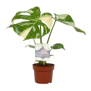 Monstera Thai Constellation w doniczce, zielona roślina doniczkowa z białymi, pstrokatymi liśćmi.