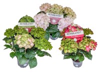 Hortensja ogrodowa (Hydrangea macrophylla) Rembrandt don. 15 cm