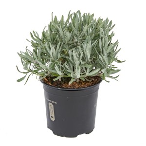 Zioło kulinarne t.b.t. w doniczce, szaro-zielone liście.