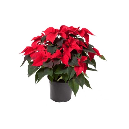 Poinsecja - Gwiazda Betlejemska - don. 22 cm