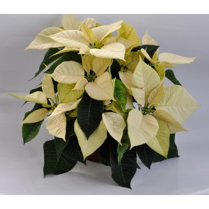 Jasna, kremowa roślina Gwiazdy Betlejemskiej t.b.t. z zielonymi liśćmi.