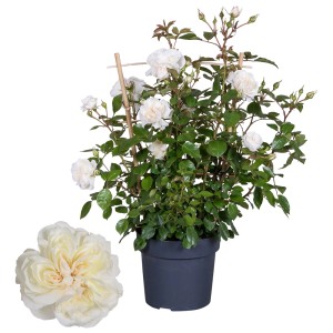 Beżowa róża rabatowa w doniczce z podporą.