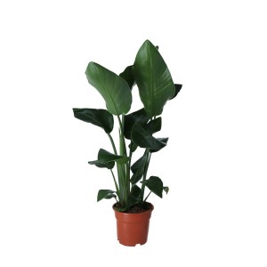 Duża, zielona roślina doniczkowa t.b.t. w brązowej doniczce.