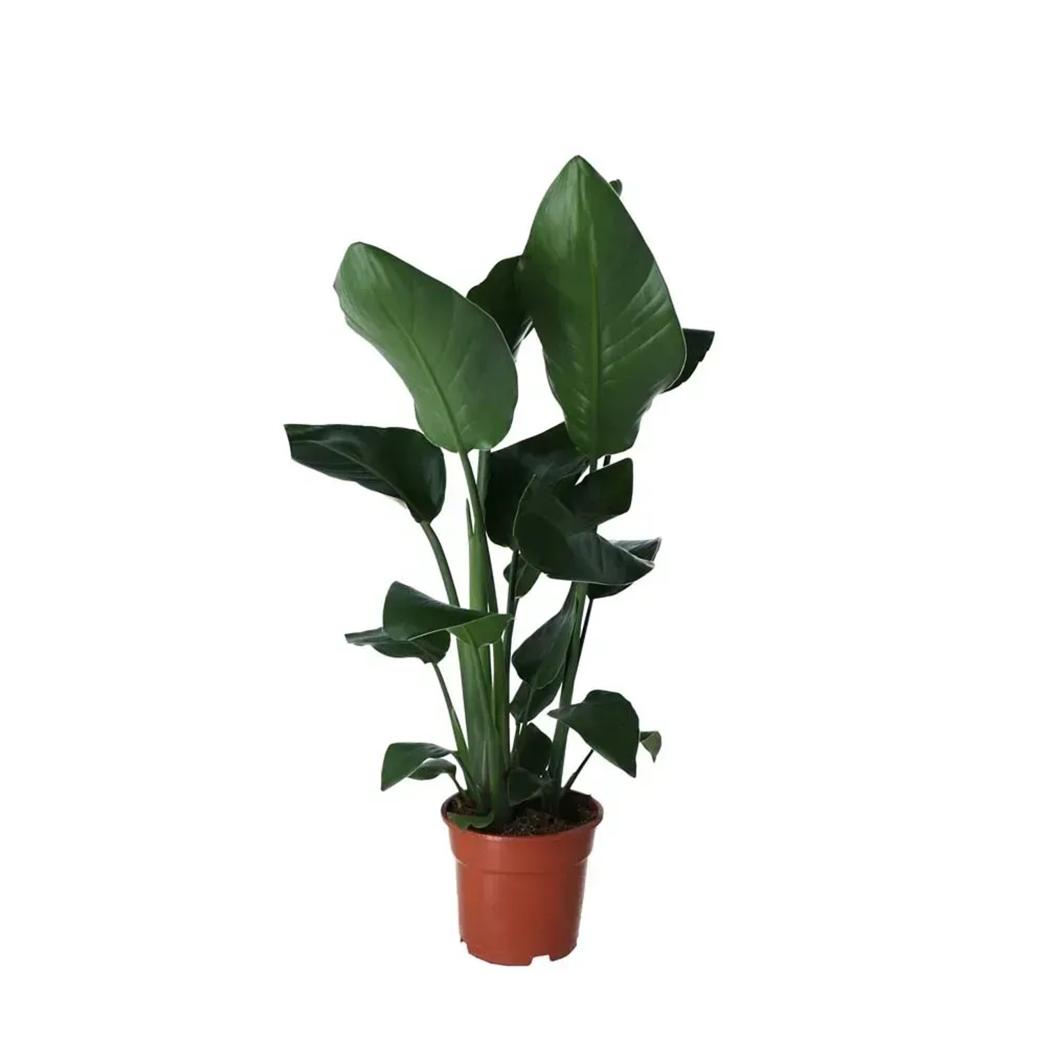 alocasia frydek variegata aurea Buy Alocasia Longiloba Aurea Variegated main image 1