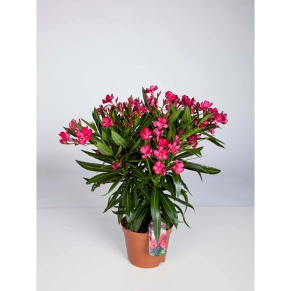 Nerium Oleander krzew - don. 18 cm