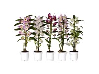 Dendrobium szlachetne (Dendrobium Nobile) - don. 12 cm