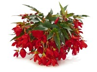 Begonia (Begonia) mix - don. 12 cm