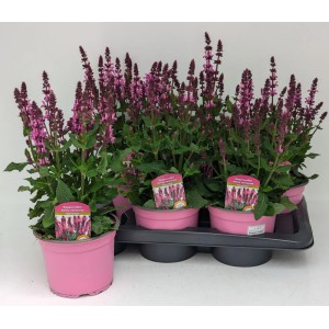 Szałwia omszona (Salvia nemorosa) don. 17 cm