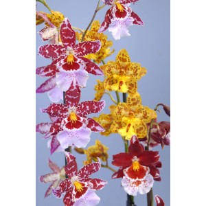 Kwitnąca orchidea z czerwono-białymi plamkami i żółtymi kwiatami.