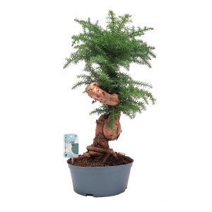 Duża roślina t.b.t. w doniczce, roślina pokojowa z efektownym pniem.