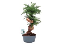 Araukaria wyniosła (Araucaria Cunninghamii) don. 23 cm