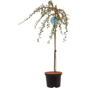 Irga (Cotoneaster) jako drzewko na pniu w doniczce ze zwisającymi gałęziami.