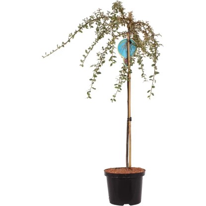 Irga szczepiona drzewko - wys. 110 cm
