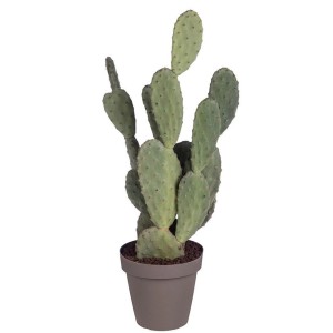 Opuncja wełnista (Opuntia tomentosa) don. 25 cm