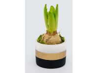 4 Flower Hiacynt w osłonce betonowej kolorowej don.9cm