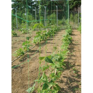 Zielona siatka do pnączy Premium 10x2 m z rosnącymi roślinami w grządce.