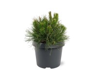 Kosodrzewina (Pinusmugo Pumilio) - don. 19 cm
