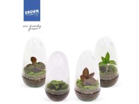 Storczyk (Jewel) - wys. 35 cm