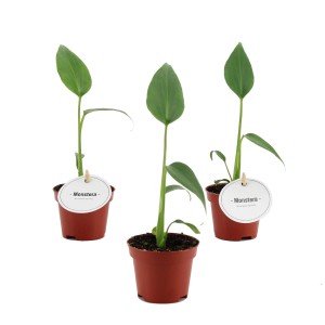 Trzy zielone rośliny doniczkowe (Monstera) w brązowych doniczkach.
