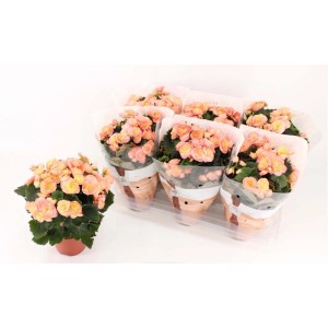 Zestaw begonii z delikatnymi różowymi kwiatami i zielonymi liśćmi w doniczkach.