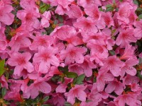 Azalia japońska (Azalea sp.)