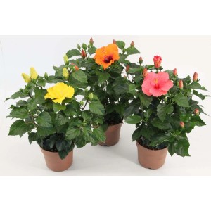 Trzy rośliny hibiskusa w doniczkach z żółtymi, pomarańczowymi i różowymi kwiatami jako rośliny balkonowe i tarasowe.