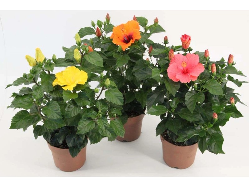 Hibiskus (Hibiscus Sunny Bush) don. 17 cm kupuj w OBI