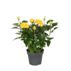 Róża Patio hit żółć 24cm don. 13cm