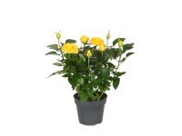 Róża Patio hit żółć 24cm don. 13cm