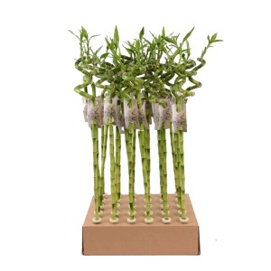 Szczęśliwy bambus Lucky Bamboo spirala 60cm