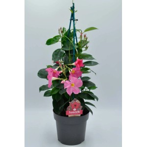 t.b.t. roślina stojąca z różowymi kwiatami w doniczce.