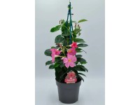 Dipladenia (Dipladenia) Sundaville biała - don. 12 cm