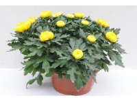 Chryzantema (Chrysanthemum sp.) wielkokwiatowa 12-20 kwiatów mix kolorów - don.