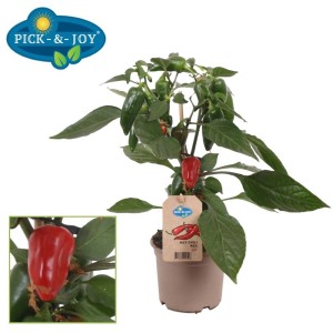 GROW by OBI Papryka Przekąskowa Czerwona Pick & Joy w doniczce, wys. ok. 30-35 cm. Warzywo przekąskowe z czerwonymi i zielonymi paprykami.
