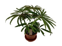 Begonia (Begonia) Luxurians - don. 16 cm