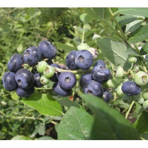 Zbliżenie na dojrzałe, niebieskie Borówki (jagody) na krzaku.