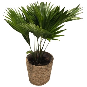 Liwistona okrągłolistna w koszu (Livistona rotundifolia) don. 15 cm