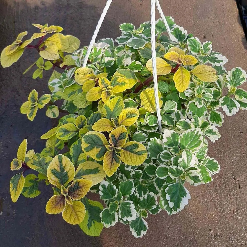 Komarowiec Plectranthus Triocolor Mix Ampla Don 24 Cm Kupuj W OBI komarowiec-plectranthus-triocolor-mix-ampla-don-24-cm-kupuj-w-obi