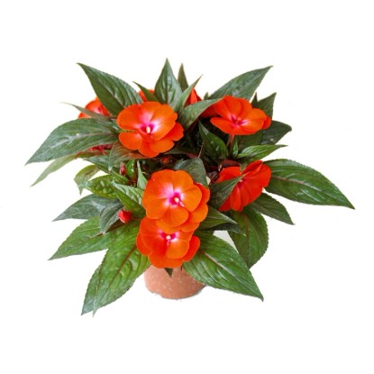 Niecierpek nowogwinejski (Impatiens nova-guinea) don.10 cm