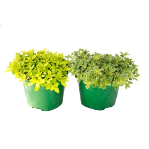 Dwie zioła w doniczkach, t.b.t., w zielonych doniczkach. Zioła kuchenne do ogrodu.