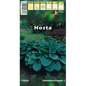 Opakowanie Hosta Sieboldiana Elegans I, rośliny cieniolubnej o dużych, niebieskich liściach.