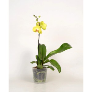 Żółta orchidea w doniczce, roślina doniczkowa do Twojego domu.