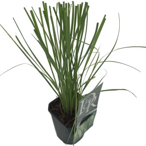 Zielona trawa pampasowa w doniczce.