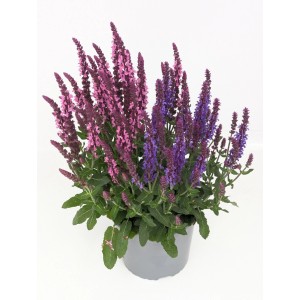Szałwia omszona Sensation Duo (Salvia nemorosa) don. 17 cm